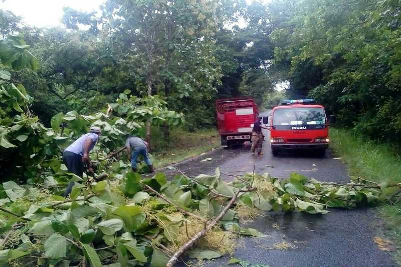 ATENCIÓN DE CAÍDAS DE ÁRBOLES Y RECOMENDACIONES - Benemérito Cuerpo de  Bomberos de la República de Panamá